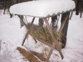 А хто-хто у лісі живе?
