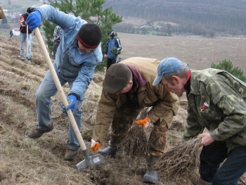 На Тернопільщині створили 16 гектарів нових лісів