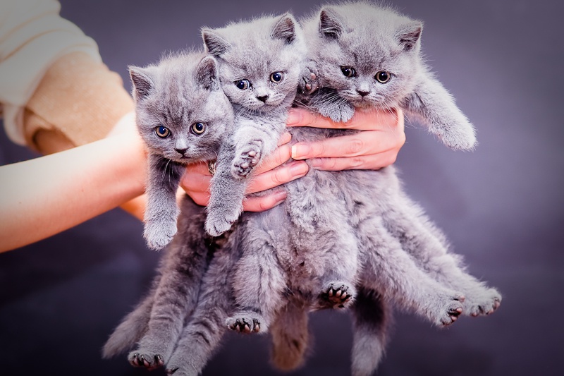 Агов, любителі котів!
